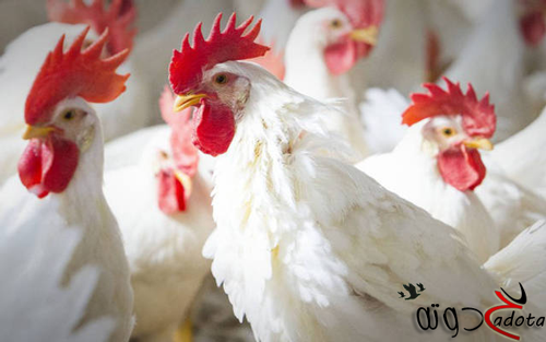 تفسير رؤية ذبح الدجاج في المنام