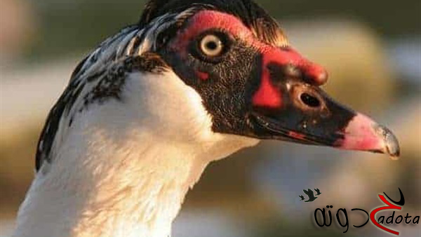 تفسير رؤية ذبح البط في المنام