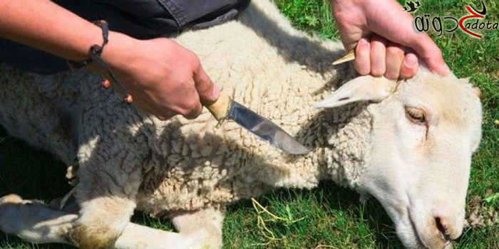 تفسير رؤية ذبح الخروف في المنام