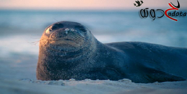 تفسير رؤية الفقمة في المنام