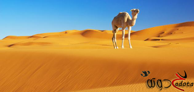 تفسير رؤية ذبح الجمل في المنام