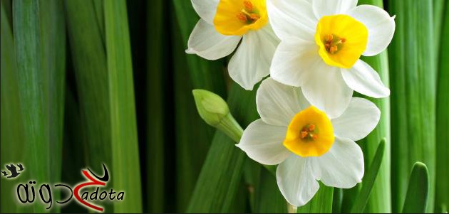 تفسير رؤية أزهار النرجس في المنام
