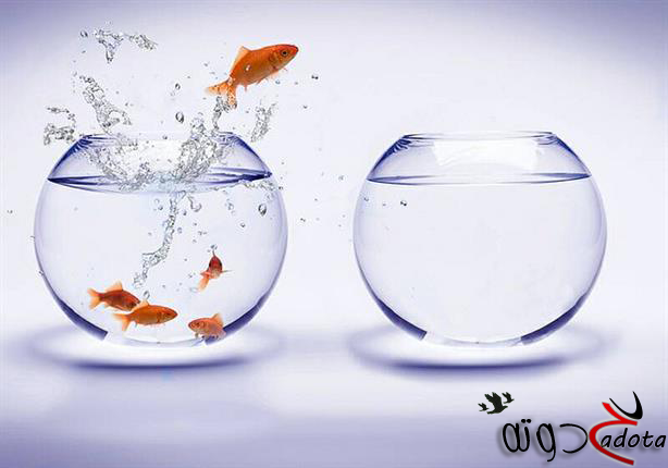 تفسير رؤية حوض السمك في المنام