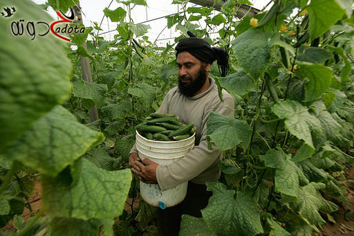 تفسير رؤية قطف الخيار في المنام