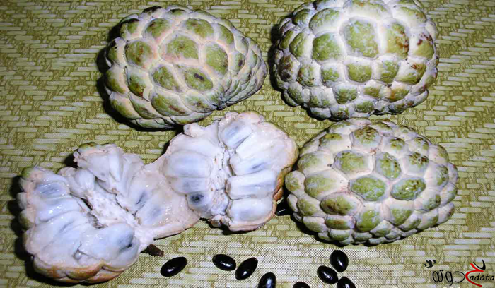 تفسير رؤية فاكهة القشطة في المنام