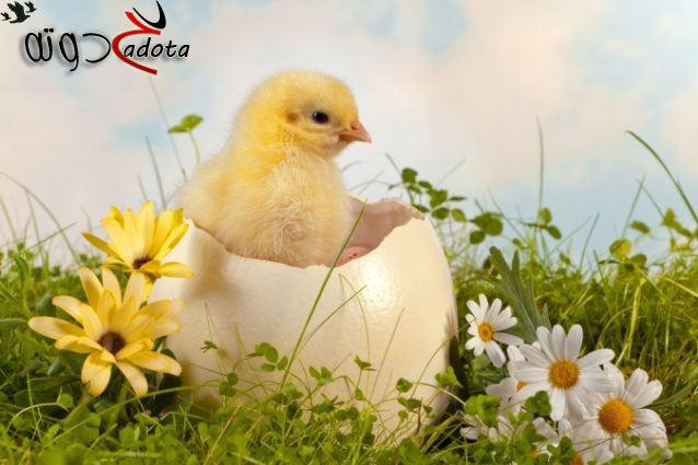 تفسير رؤية فقس البيض في المنام